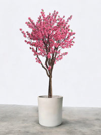 Cherry Blossom (2m) - Potted plant - POTT - CHER - RRW - 6762 - Tumbleweed Plants - Online Plant Delivery Singapore