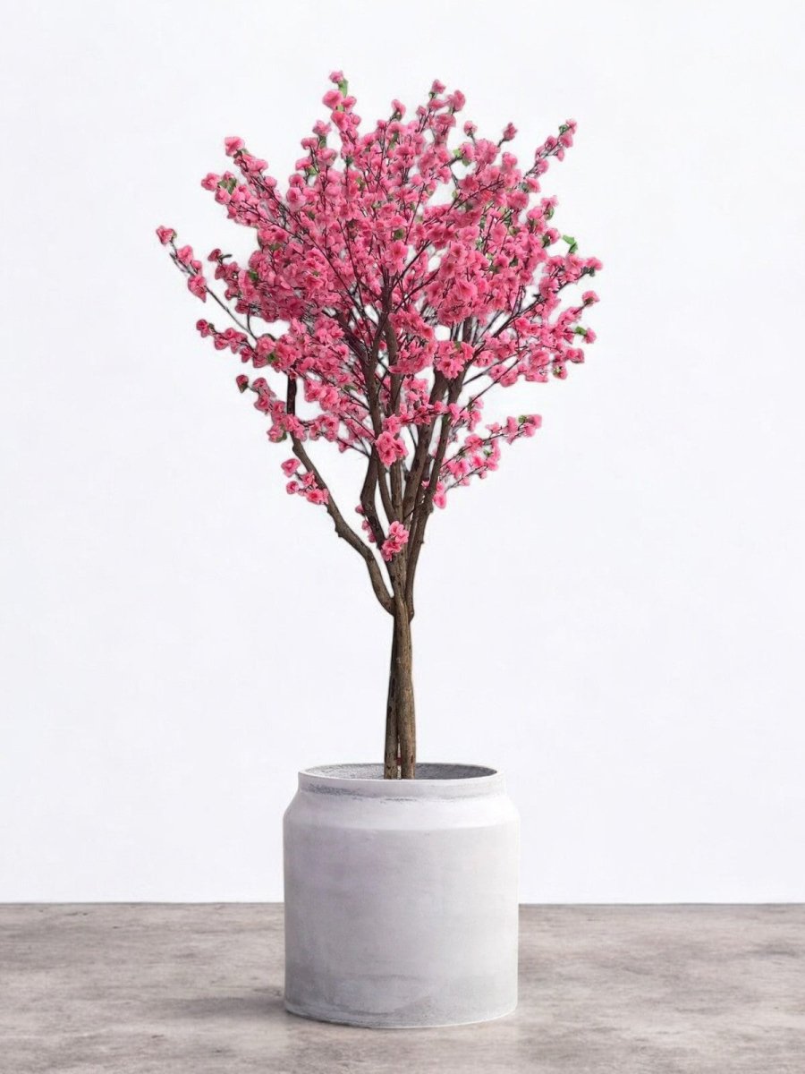 Cherry Blossom (2m) - Potted plant - POTT - CHER - CNS - 6763 - Tumbleweed Plants - Online Plant Delivery Singapore