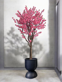 Cherry Blossom (2m) - Potted plant - POTT - CHER - CPP - 6764 - Tumbleweed Plants - Online Plant Delivery Singapore