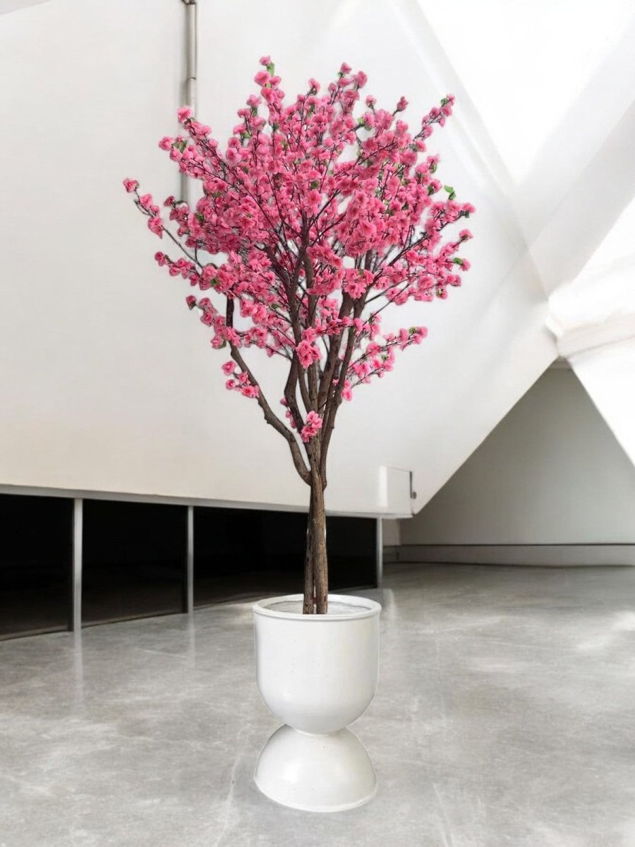 Cherry Blossom (2m) - Potted plant - POTT - CHER - CPP - 6765 - Tumbleweed Plants - Online Plant Delivery Singapore