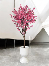 Cherry Blossom (2m) - Potted plant - POTT - CHER - CPP - 6765 - Tumbleweed Plants - Online Plant Delivery Singapore