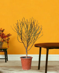 Cherry Blossom (2m) - Potted plant - POTT - CHER - CPP - 6765 - Tumbleweed Plants - Online Plant Delivery Singapore