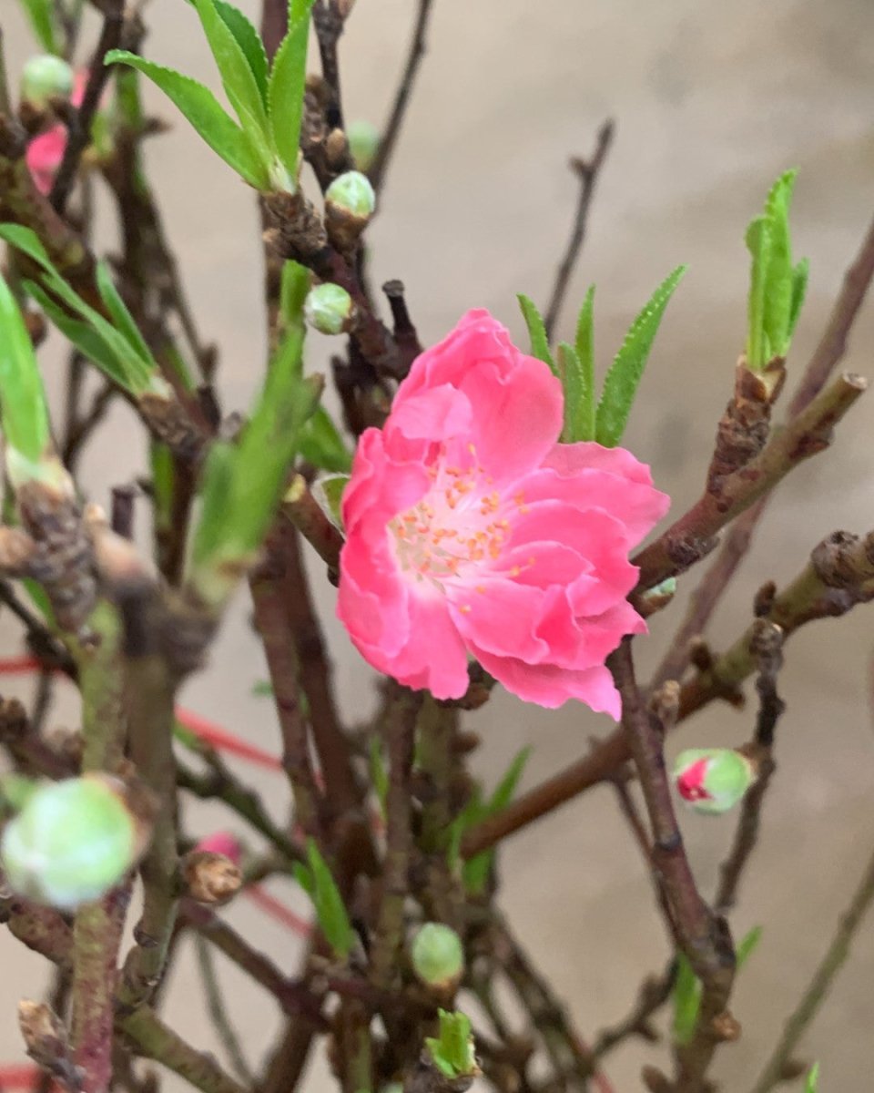 Cherry Blossom (2m) - Potted plant - POTT - CHER - CPP - 6765 - Tumbleweed Plants - Online Plant Delivery Singapore