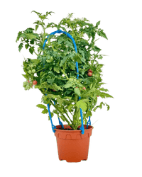 Cherry Tomato Plant - Potted plant - POTT - CHER - GRW - 5340 - Tumbleweed Plants - Online Plant Delivery Singapore