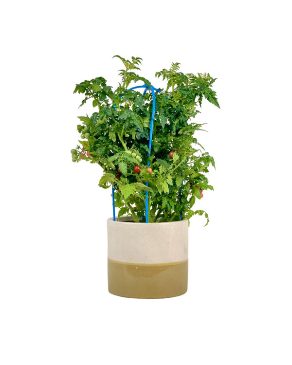 Cherry Tomato Plant - grow pot - Potted plant - Tumbleweed Plants - Online Plant Delivery Singapore