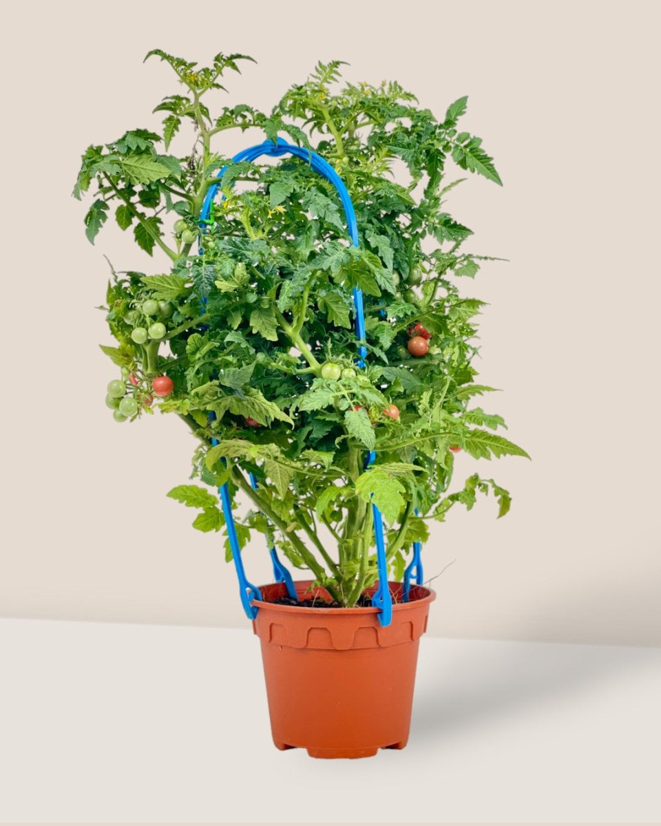 Cherry Tomato Plant - grow pot - Potted plant - Tumbleweed Plants - Online Plant Delivery Singapore