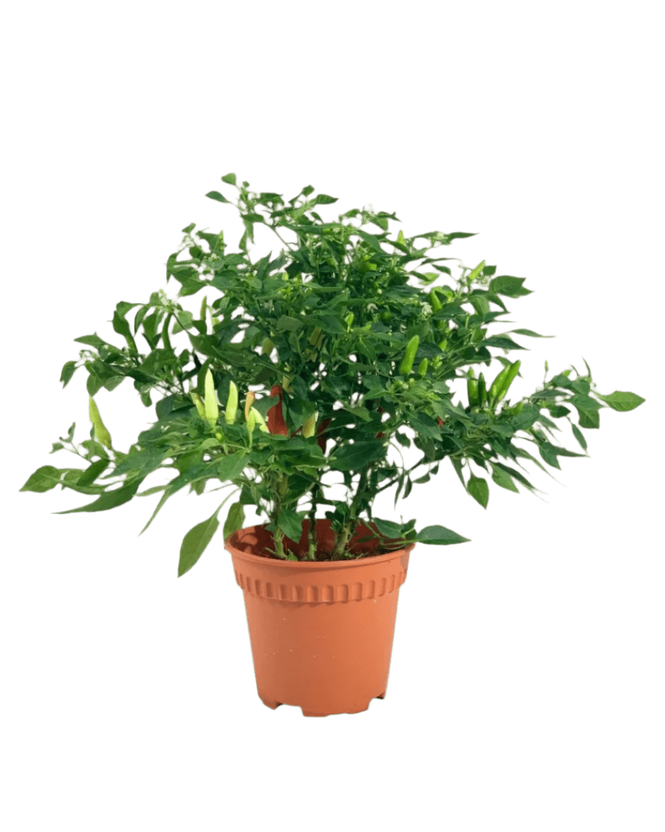 Chili Plant - Potted plant - POTT - CHIL - GRW - 5187 - Tumbleweed Plants - Online Plant Delivery Singapore