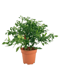 Chili Plant - Potted plant - POTT - CHIL - GRW - 5187 - Tumbleweed Plants - Online Plant Delivery Singapore