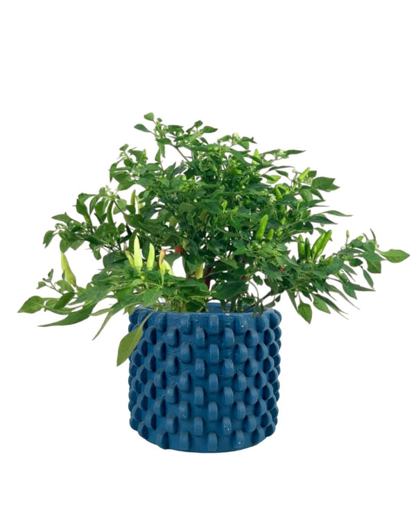 Chili Plant - grow pot - Potted plant - Tumbleweed Plants - Online Plant Delivery Singapore