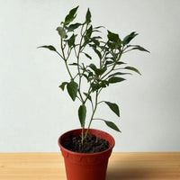 Chili Plant Padi Junior - Organic