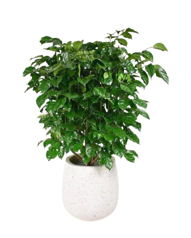 China Doll (0.8 - 1.2m) - 80 - 90 cm - Potted plant - Tumbleweed Plants - Online Plant Delivery Singapore