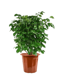 China Doll (0.8 - 1.2m) - Potted plant - GIFT - CHIN - LTT - 2735 - Tumbleweed Plants - Online Plant Delivery Singapore