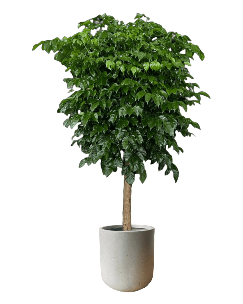 China Doll Tree XL (1.5m) - Potted plant - GIFT - CHIN - LTT - 2735 - Tumbleweed Plants - Online Plant Delivery Singapore