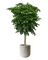 China Doll Tree XL (1.5m)