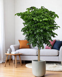 China Doll Tree XL (1.5m) - Potted plant - GIFT - CHIN - LTT - 2735 - Tumbleweed Plants - Online Plant Delivery Singapore