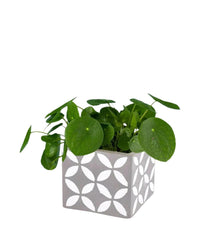 Chinese Money Plant - cement cube planter - Potted plant - Tumbleweed Plants - Online Plant Delivery Singapore