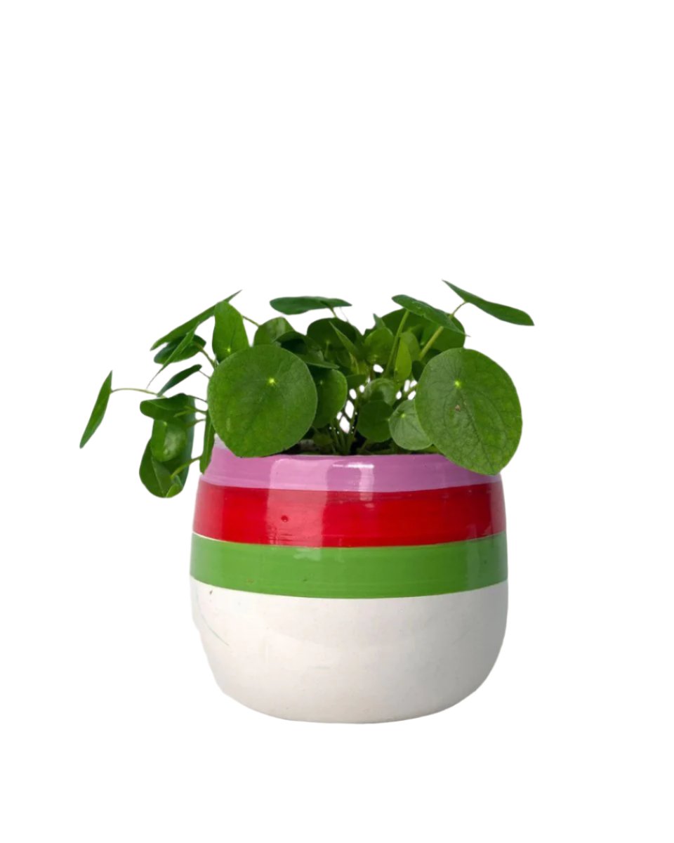 Chinese Money Plant - cement cube planter - Potted plant - Tumbleweed Plants - Online Plant Delivery Singapore