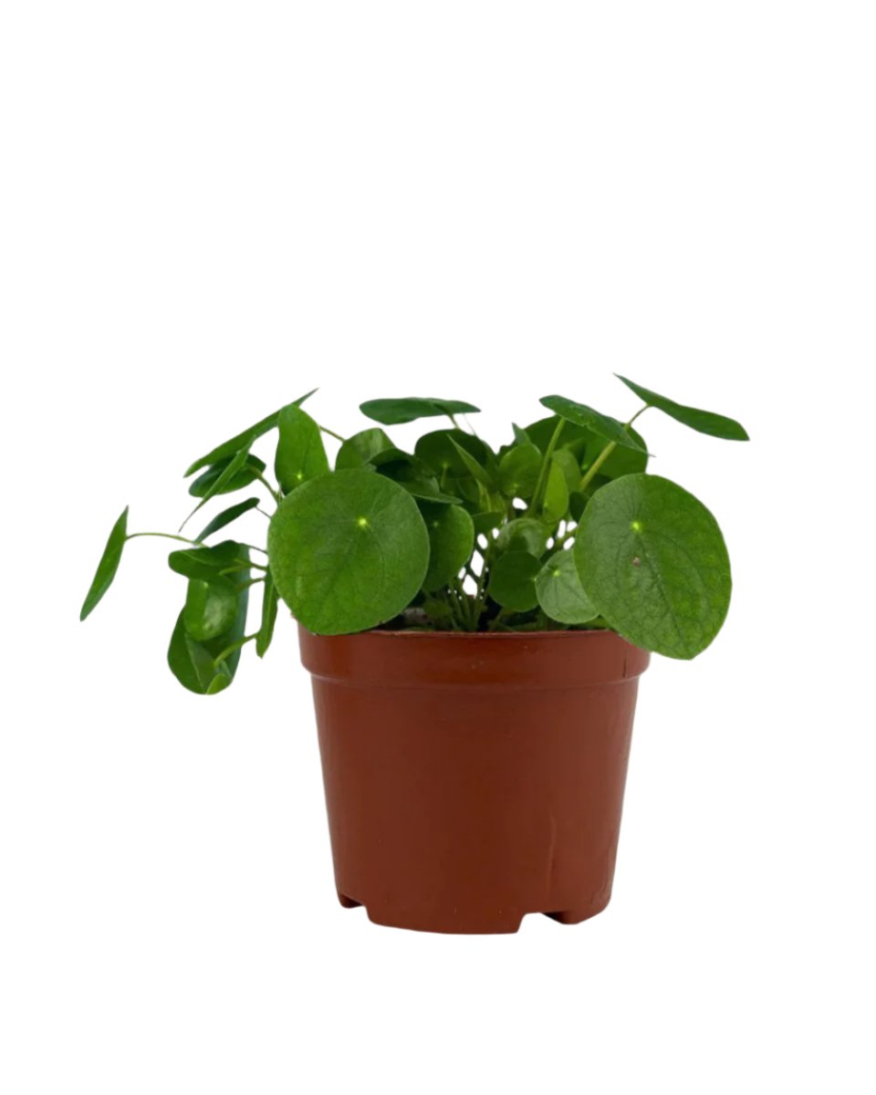 Chinese Money Plant - grow pot - Potted plant - Tumbleweed Plants - Online Plant Delivery Singapore