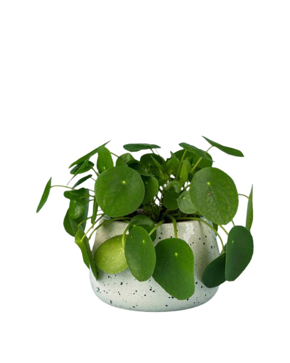 Chinese Money Plant - ink splash bowl planter - Potted plant - Tumbleweed Plants - Online Plant Delivery Singapore