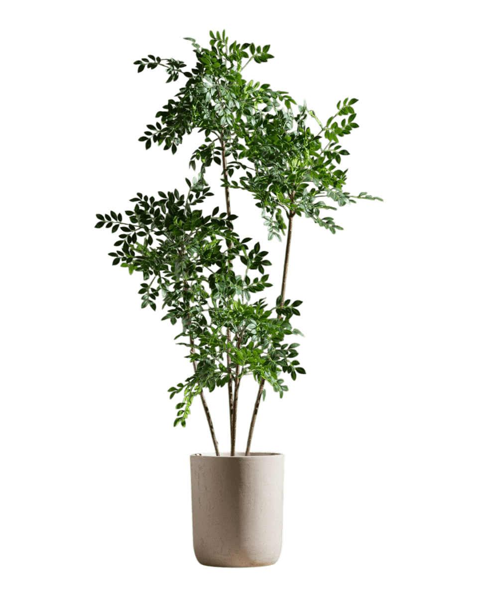 Chinese Money Tree (Faux) - Artificial Plant - 1838465395250561025 - 0 - Tumbleweed Plants - Online Plant Delivery Singapore