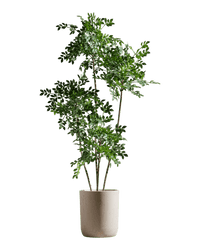 Chinese Money Tree (Faux) - Artificial Plant - 1838465395250561025 - 0 - Tumbleweed Plants - Online Plant Delivery Singapore