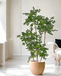 Chinese Money Tree (Faux) - Artificial Plant - 1838465395250561025 - 0 - Tumbleweed Plants - Online Plant Delivery Singapore