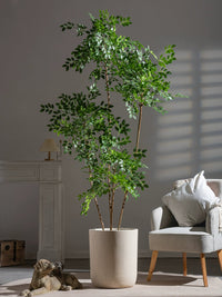 Chinese Money Tree (Faux) - Artificial Plant - 1838465395250561025 - 0 - Tumbleweed Plants - Online Plant Delivery Singapore