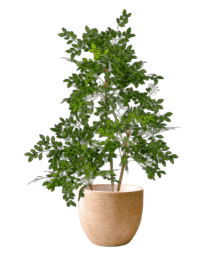 Chinese Money Tree (Faux) - Artificial Plant - 1838465395250561025 - 0 - Tumbleweed Plants - Online Plant Delivery Singapore