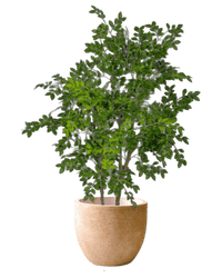 Chinese Money Tree (Faux) - Artificial Plant - 1838465395250561037 - 0 - Tumbleweed Plants - Online Plant Delivery Singapore