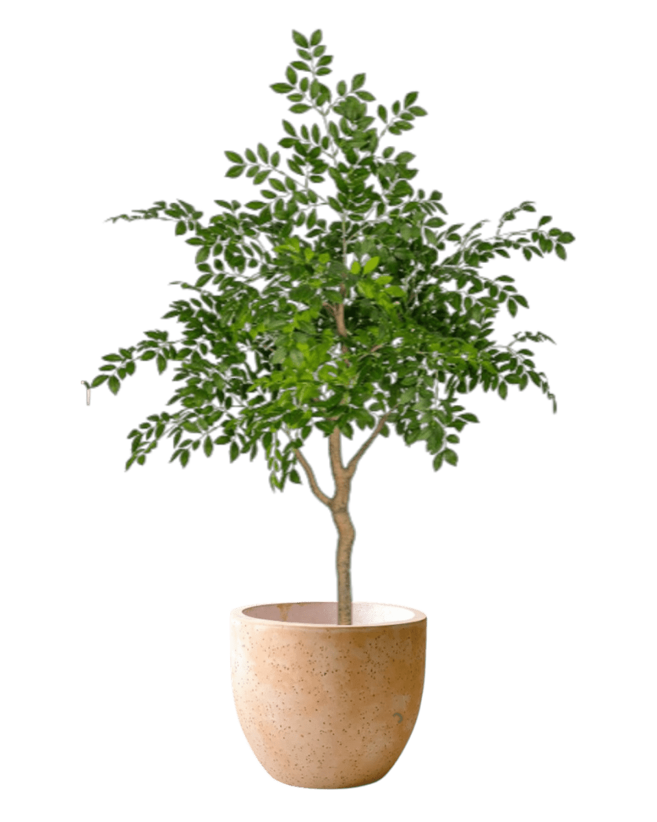 Chinese Money Tree (Faux) - Artificial Plant - 1838465395250561029 - 0 - Tumbleweed Plants - Online Plant Delivery Singapore