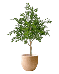 Chinese Money Tree (Faux) - Artificial Plant - 1838465395250561029 - 0 - Tumbleweed Plants - Online Plant Delivery Singapore