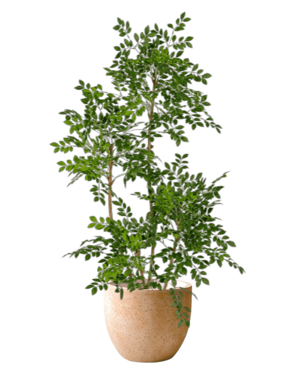 Chinese Money Tree (Faux) - Artificial Plant - 1838465395250561033 - 0 - Tumbleweed Plants - Online Plant Delivery Singapore