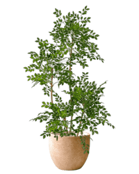 Chinese Money Tree (Faux) - Artificial Plant - 1838465395250561033 - 0 - Tumbleweed Plants - Online Plant Delivery Singapore