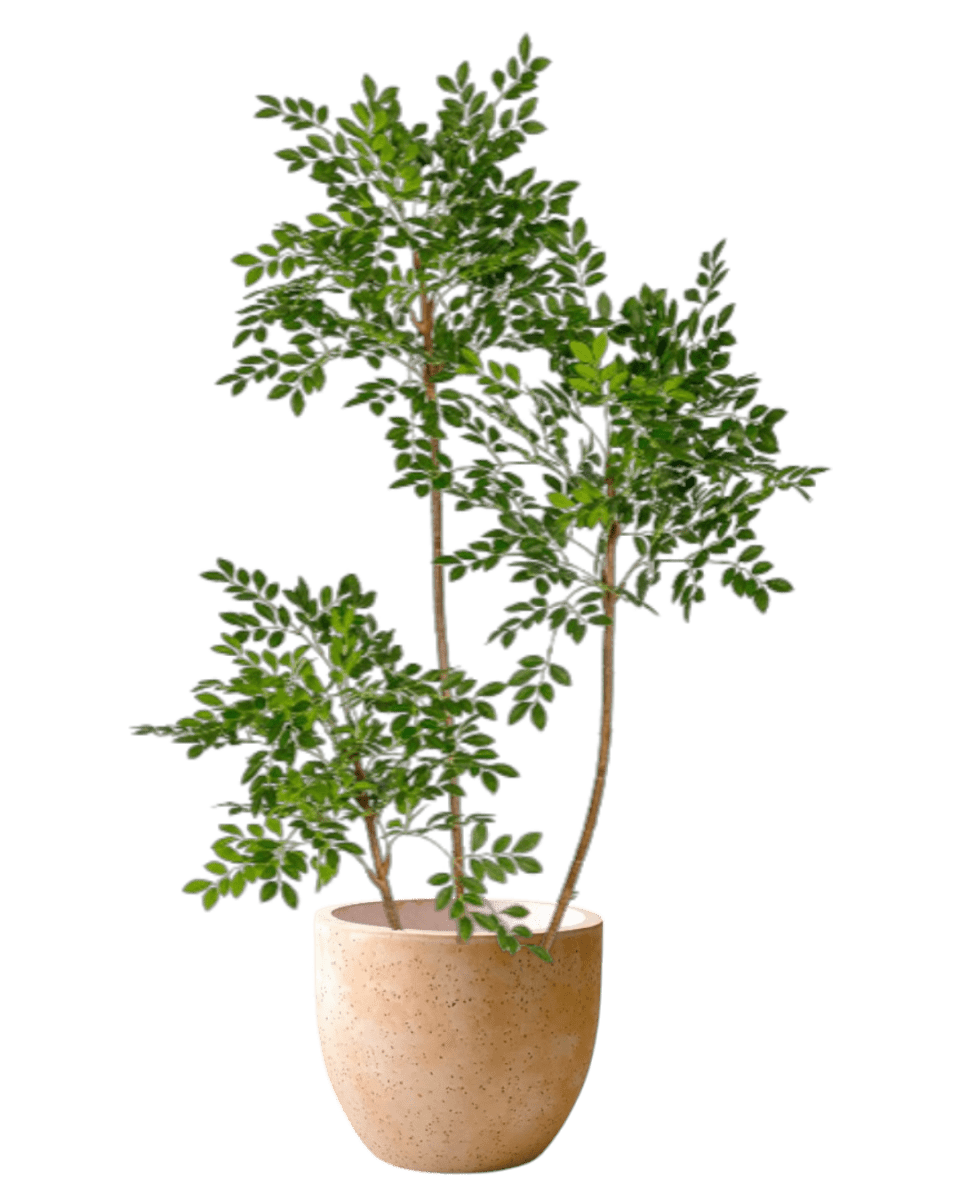 Chinese Money Tree (Faux) - Artificial Plant - 1838465395250561041 - 0 - Tumbleweed Plants - Online Plant Delivery Singapore