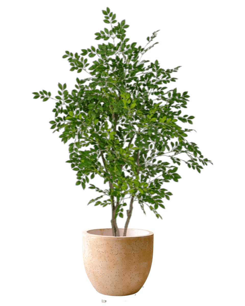 Chinese Money Tree (Faux) - Artificial Plant - 1838465395250561053 - 0 - Tumbleweed Plants - Online Plant Delivery Singapore