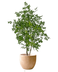 Chinese Money Tree (Faux) - Artificial Plant - 1838465395250561053 - 0 - Tumbleweed Plants - Online Plant Delivery Singapore