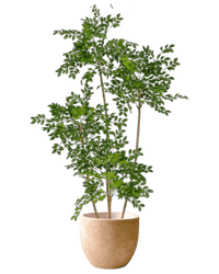 small artificial money tree Artificial Chinese Money Tree (Life-Like Plant)