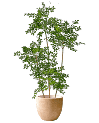 Chinese Money Tree (Faux) - Artificial Plant - POTT - CHIN - M - 6560 - Tumbleweed Plants - Online Plant Delivery Singapore