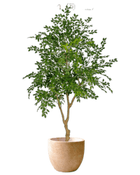 artificial money tree for sale Artificial Chinese Money Tree (Life-Like Plant)