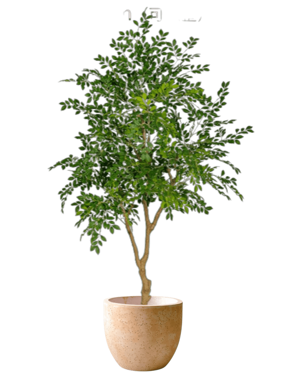 Chinese Money Tree (Faux) - Artificial Plant - POTT - CHIN - M - 6561 - Tumbleweed Plants - Online Plant Delivery Singapore