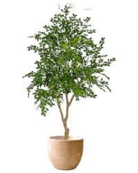 Chinese Money Tree (Faux) - Artificial Plant - POTT - CHIN - M - 6561 - Tumbleweed Plants - Online Plant Delivery Singapore