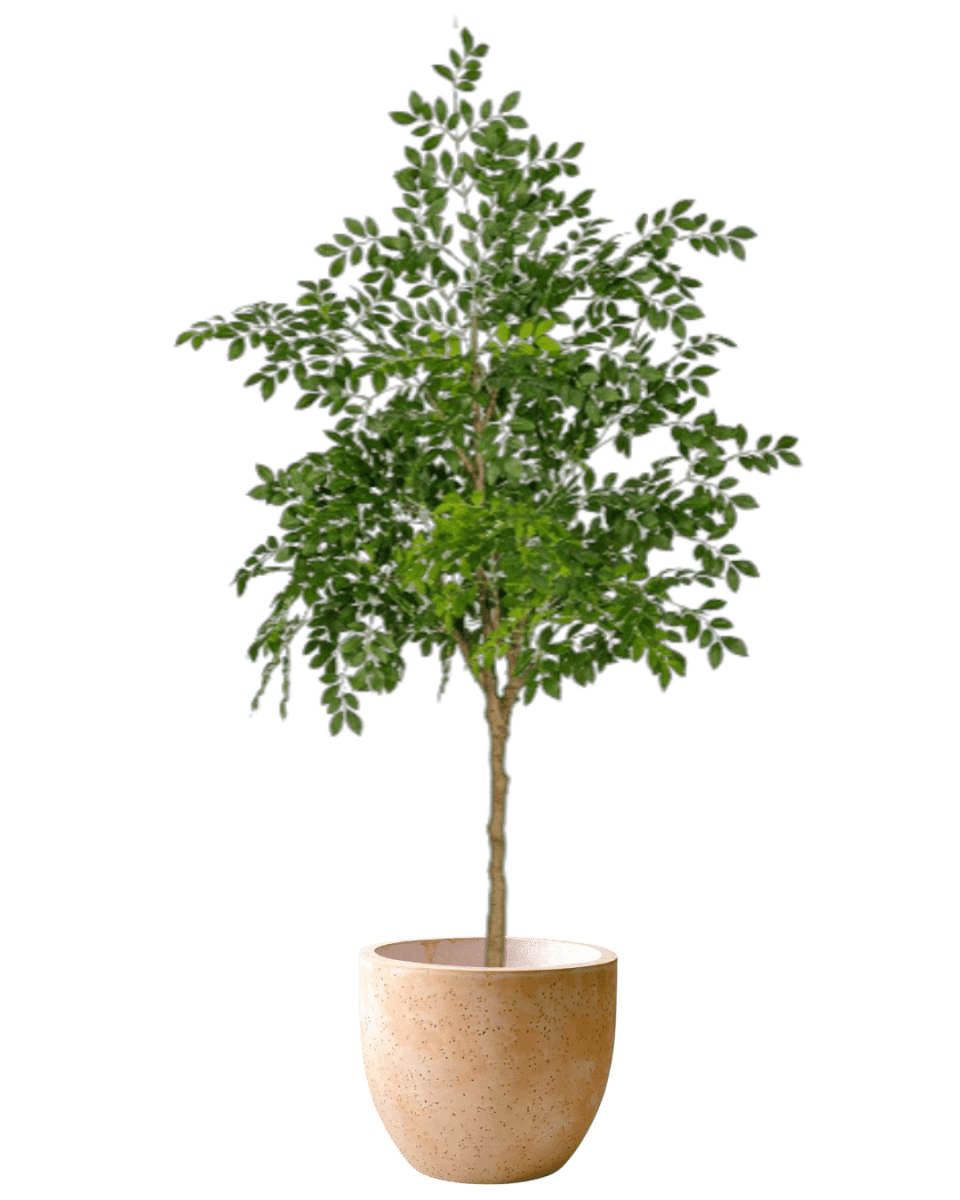 Chinese Money Tree (Faux) - Artificial Plant - 1838465395250561065 - 0 - Tumbleweed Plants - Online Plant Delivery Singapore