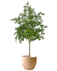 Chinese Money Tree (Faux) - Artificial Plant - 1838465395250561065 - 0 - Tumbleweed Plants - Online Plant Delivery Singapore