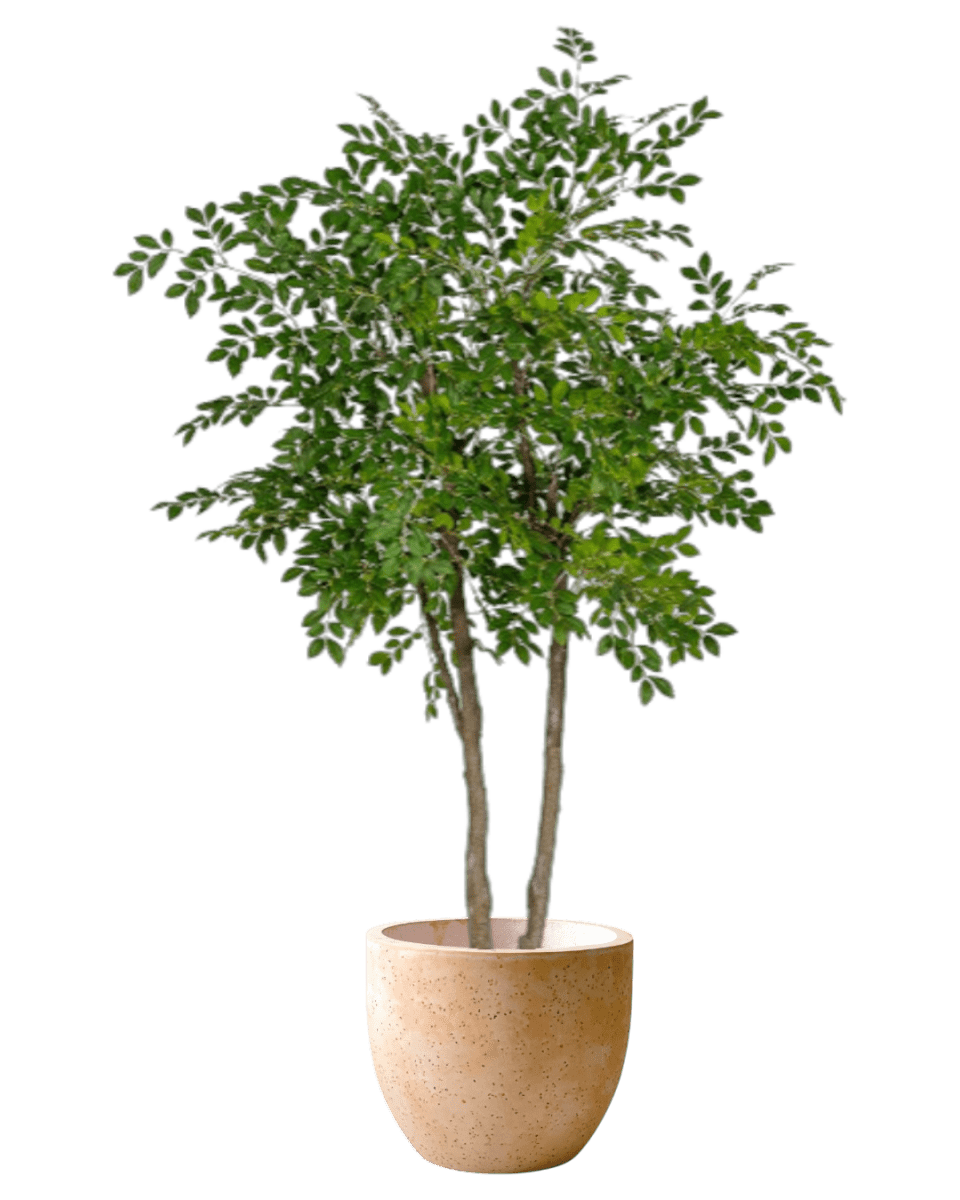 Chinese Money Tree (Faux) - Artificial Plant - 1838465395250561061 - 0 - Tumbleweed Plants - Online Plant Delivery Singapore