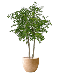 Chinese Money Tree (Faux) - Artificial Plant - 1838465395250561061 - 0 - Tumbleweed Plants - Online Plant Delivery Singapore