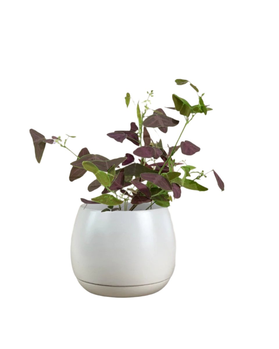 addie planter - large/white