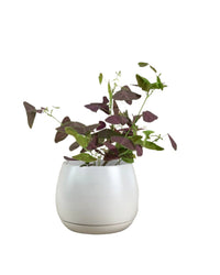 Christia Butterfly Plant Purple (0.2m) - addie planter - large/white - Potted plant - Tumbleweed Plants - Online Plant Delivery Singapore