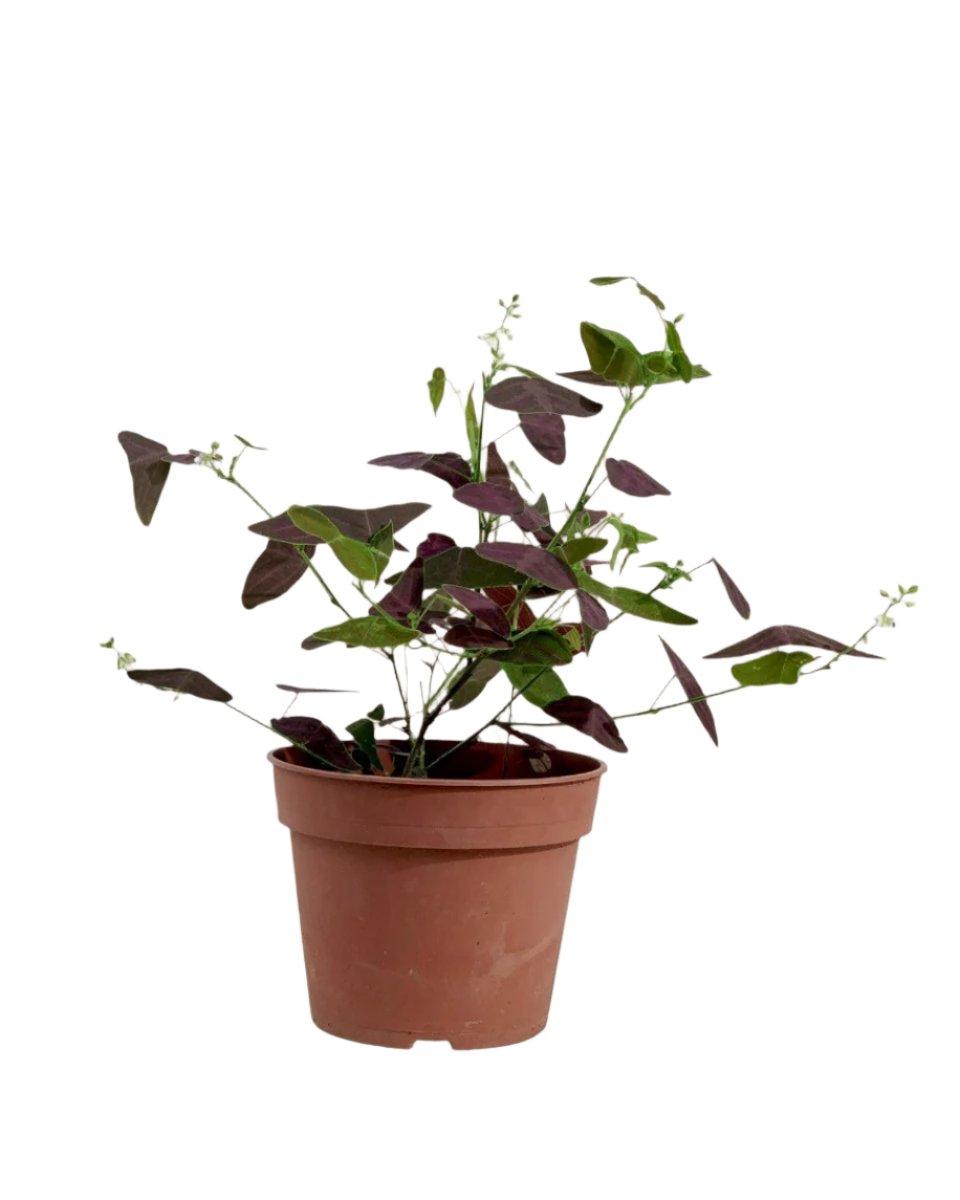 Christia Butterfly Plant Purple (0.2m) - grow pot - Potted plant - Tumbleweed Plants - Online Plant Delivery Singapore