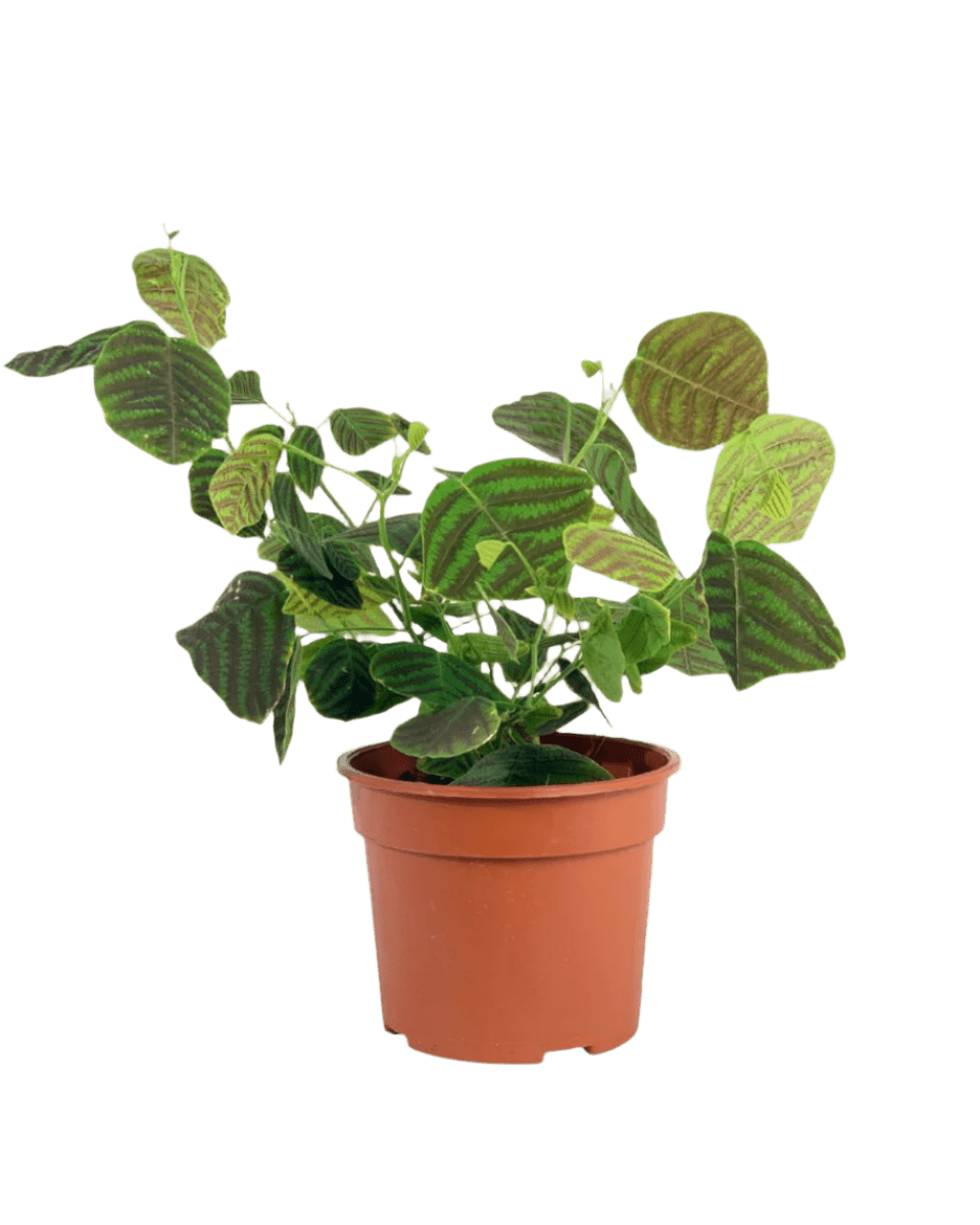 Swallow Tail, Butterfly Plant (Green) in a grow pot