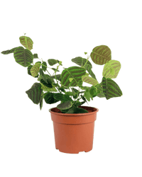 Swallow Tail, Butterfly Plant (Green) in a grow pot